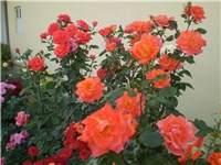 b1014388-Picture 306.jpg